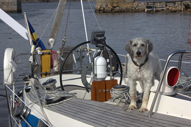 Watchdog on sailboat at Swedish isle Kalvön