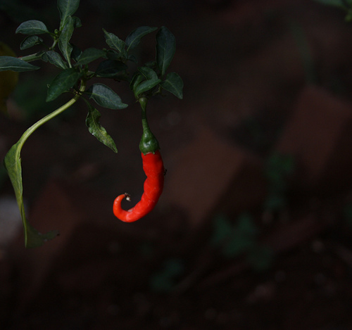 a chilli and a tag | nikitha sharma shama | Flickr