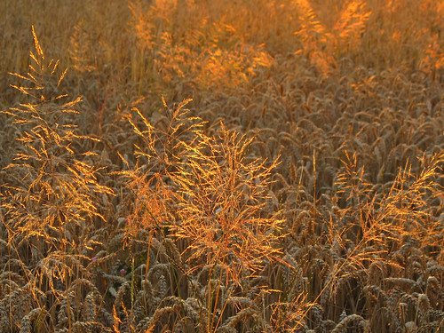 Golden Grass in the Wheat Field by Batikart