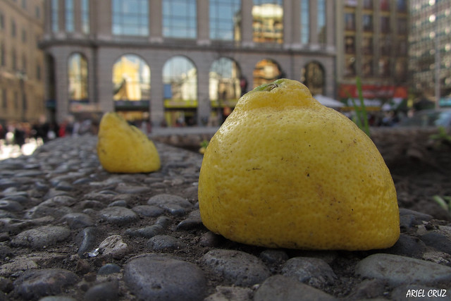 Limones en Alameda | Lemons at Alameda | Santiago de Chile