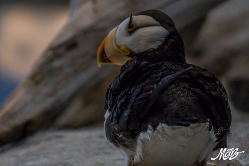 Puffin, Sealife Center, Seward