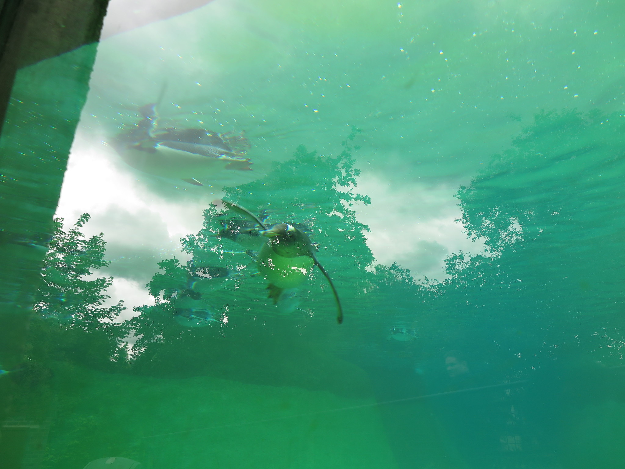 Penguins Underwater {Day 2} (Edinburgh)