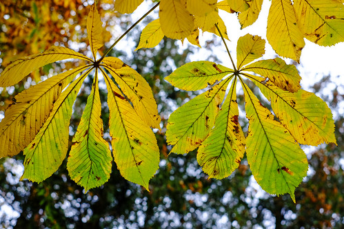 autumn yellow photography se leaf skåne sweden uncropped höst kristianstad 2015 f36 skånelän xe2 lyckanshöjd xf35mmf14r ¹⁄₁₄₀sek 6722102015151508