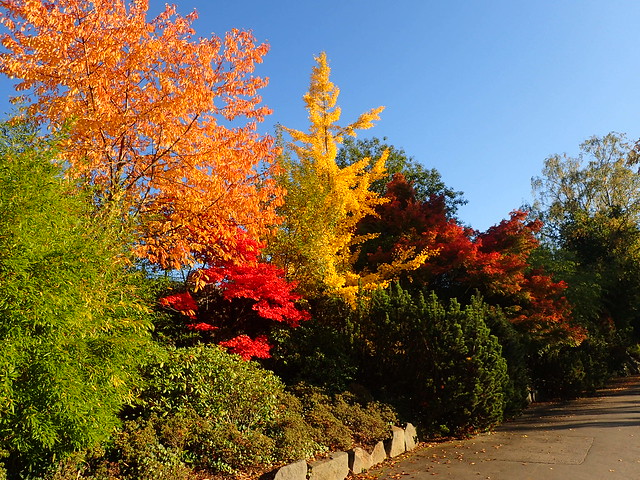 Esplosione di colori in autunno...
