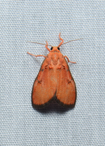 moth lepidoptera sarawak malaysia borneo erebidae kelabithighlands taxonomy:order=lepidoptera taxonomy:family=erebidae geo:country=malaysia