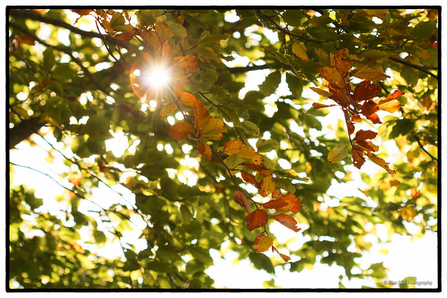 Sunshine through Autumn Beech