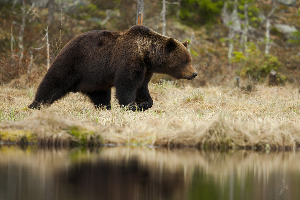 Медведи в подмосковье. Бурый медведь (Ursus arctos). Бурый медведь в Рязанской области. Млекопитающие медведь бурый. Бурый медведь красная книга.