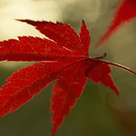 Acer Leaf