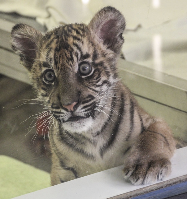 Baby Sumatran Tiger Cub