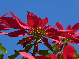 Stella Di Natale Velenosa Per Gatti.Taormina Stella Di Natale Siciliana L Euphorbia Pulcherr Flickr