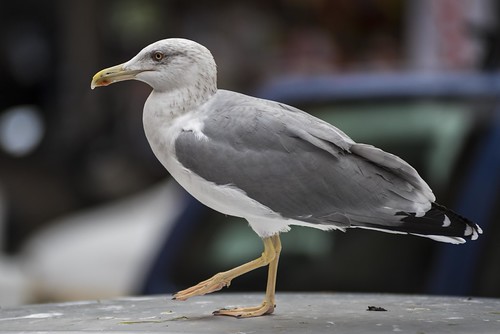 a local resident | by charlesgyoung