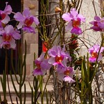 Cheerful Orchids