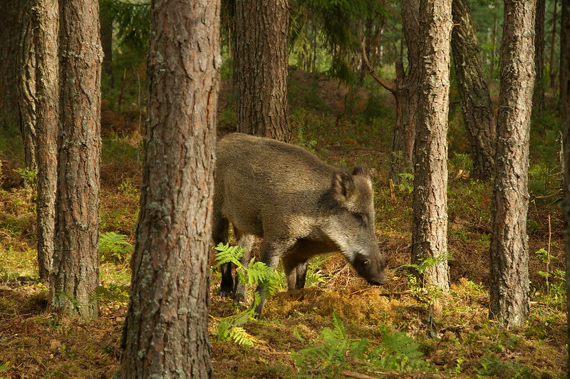 Wild boar