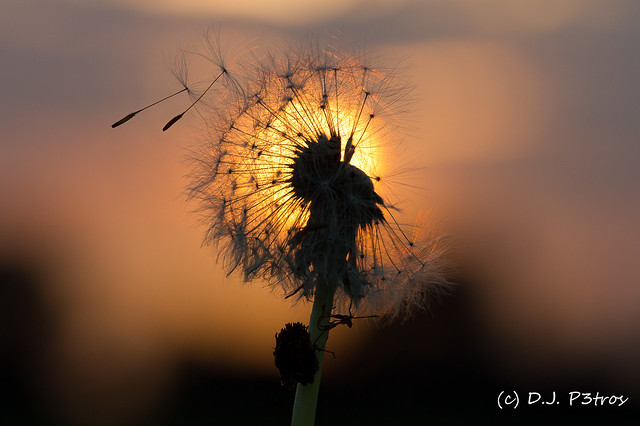 Dandelion fused with sunset (2.000+ views)