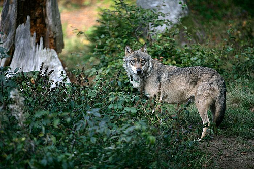 WOLF | by connie1166