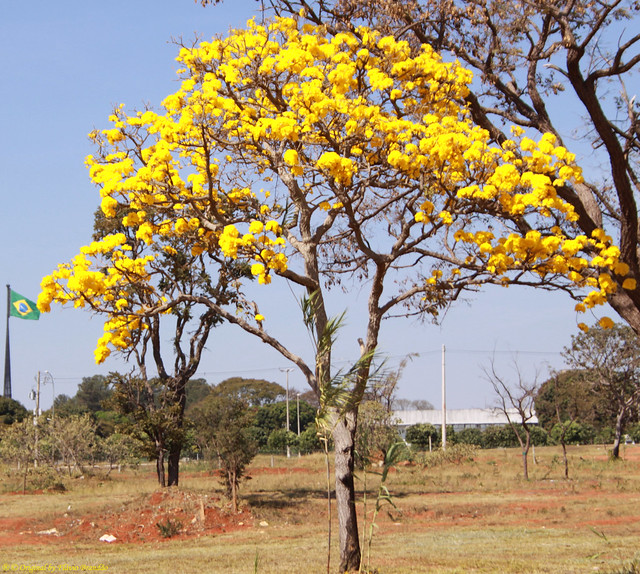 Série com o Ipê-amarelo em Brasília, Brasil - Series with the Trumpet tree, Golden Trumpet Tree, Pau D'arco or Tabebuia in Brasília, Brazil - 21-08-2011 - IMG_8584