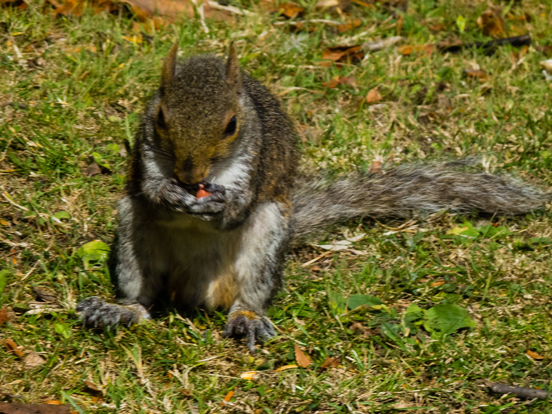 Squirrel eating a peanut