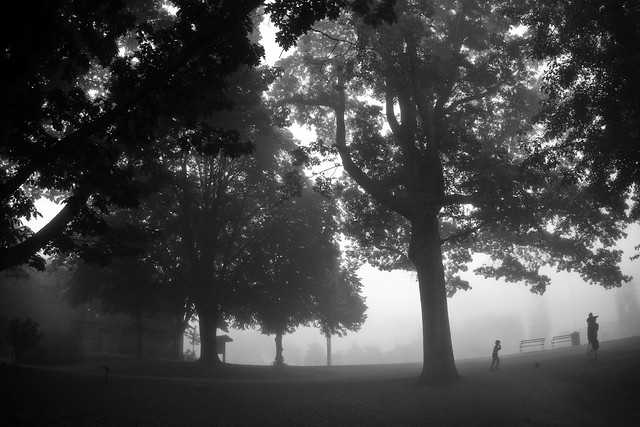 Hiawatha_park_morning_fog