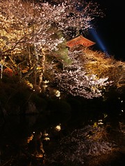 Kiyomizu-dera, mirroring cherry blossom