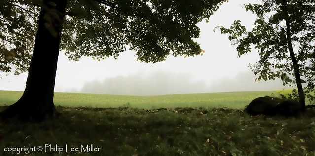 Misty maples wet with rain ...