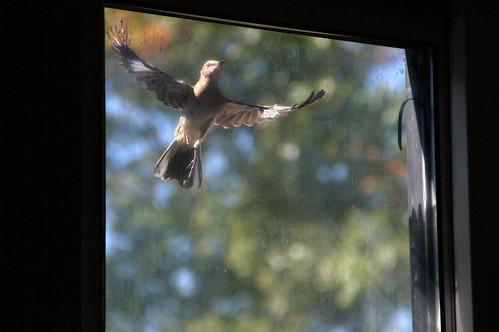 290/365: Monday, October 17, 2011: Crazy Northern Mockingbird attacking reflection, attempting a home invasion | by Stephen Little