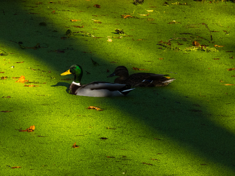 Mallards on Sugar Well