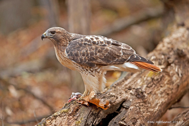 Red-tailed Hawk ...feeding on red squirrel