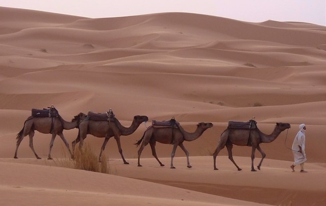 Camel train, Morocco