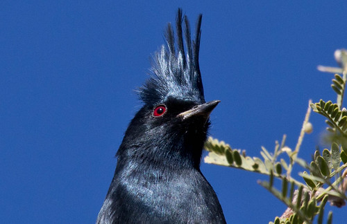 Phainopepla