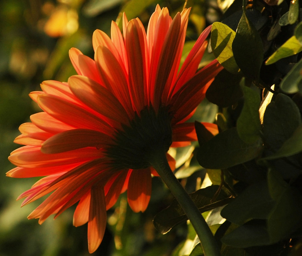 Quinta Flower with Light! (Explore 12/10/2011)