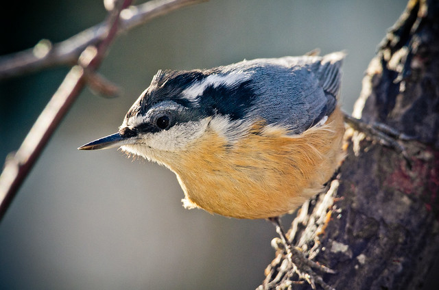 Nuthatch in the Wind