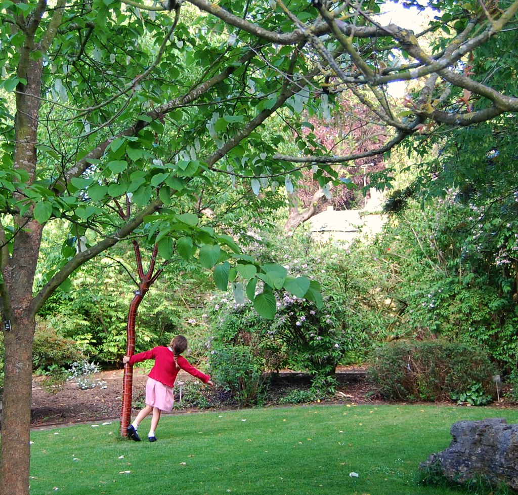 This is What Trees Are For! - Taken in the Ernest Wilson Garden in Chipping Campden, Cotswolds, Gloucestershire