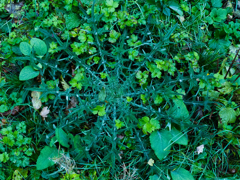 Green thistle leaves