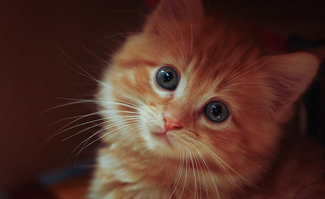 Mega cute ginger kitten