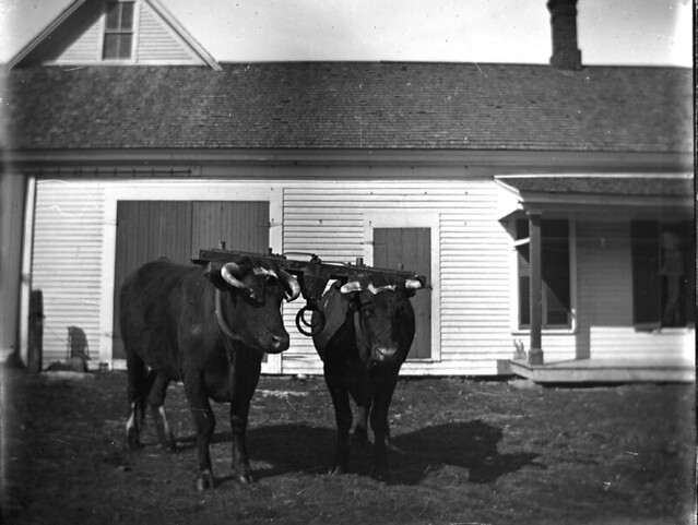 O.N. Kittredge oxen | GC-535 George Swallow, photographer | Vermont ...