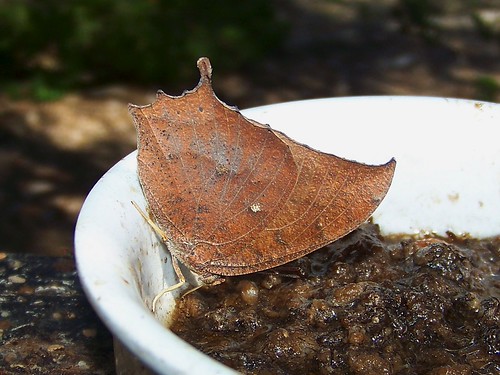 tropical leafwing ventral 111110 1009240 falcon hts baptist church | by fsmodel