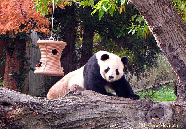 Tian and His Treat Spool