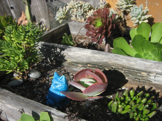 Blue kitty with succulents