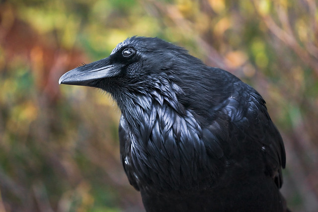 Common Raven in Jasper National Park