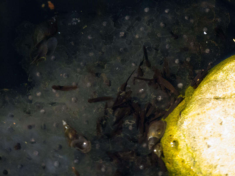 Tadpoles and frogspawn