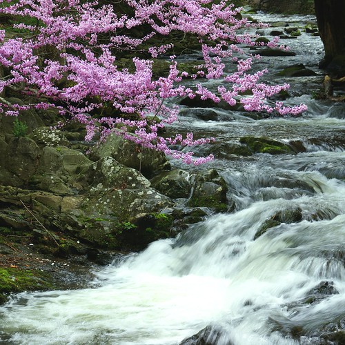 trip mountain nature water countryside tn blossom ngc npc gatlinburg easternredbud naturesfinest concordians sony350 awesomeblossoms blinkagain