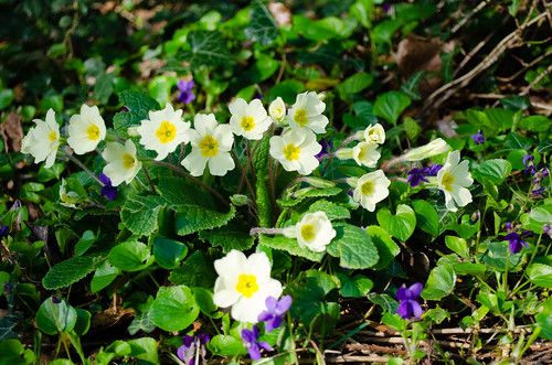 Violets and primroses