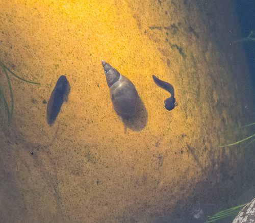 Tadpoles and a water snail