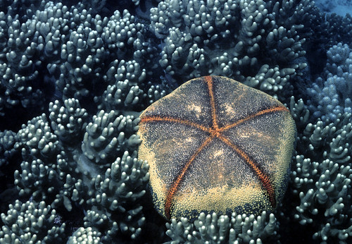 Pin Cushion Starfish