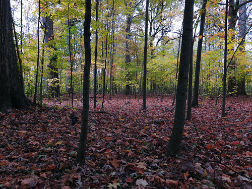 autumn trees fall leaves woods october indiana canon60d canoneos60d fwfg
