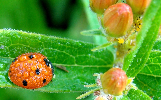 ladybug with dew,  aphids on butterflyweed