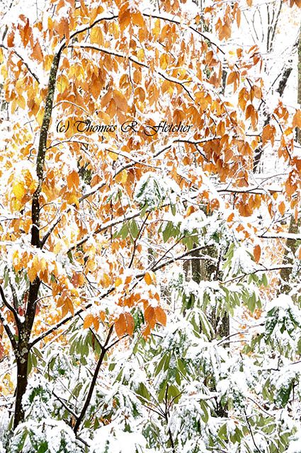 Autumn Snow Monongahela National Forest