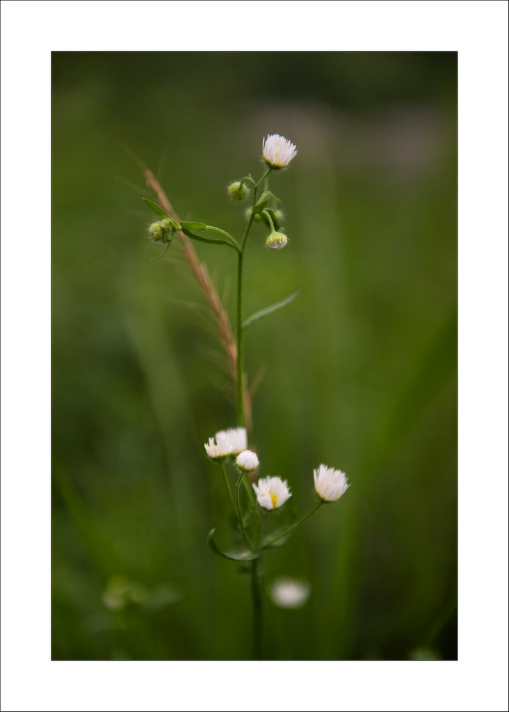 Dandong wildflower | Peter Waldvogel | Flickr