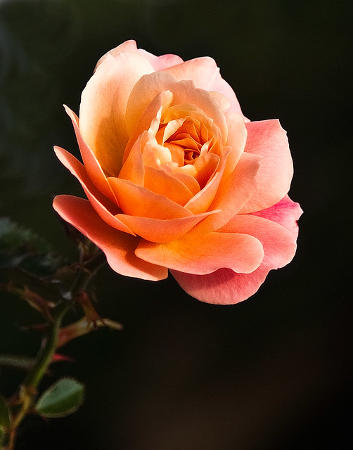 Rose in Sorrento