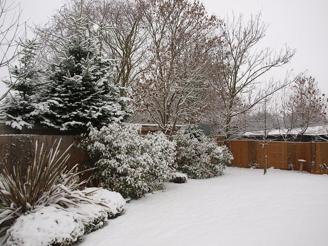 Winter 2010 in our garden
